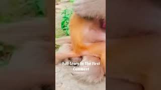 #5littlemonkeysjumpingonthebed #cuteanimal #fivemonkeysjumpingonbthebed #animals #cute #nature