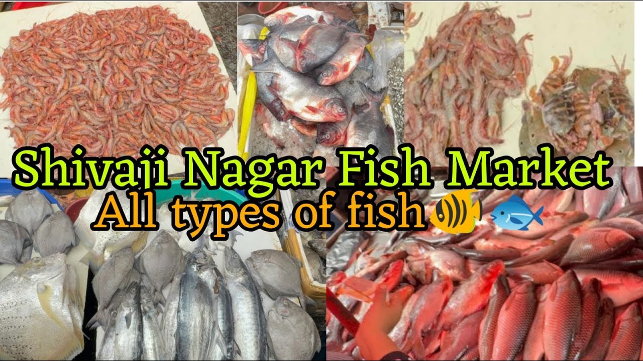 Shivaji Nagar Fish Market | Wholesale & Retail Fish Narket | Shivaji Nagar Govandi Road No 2 | Fish 