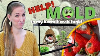 Help! There's MOLD in the tank! | By Crab Central Station