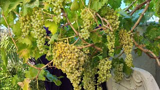 4 fertilizantes orgánicos para la uva y fácil de conseguir