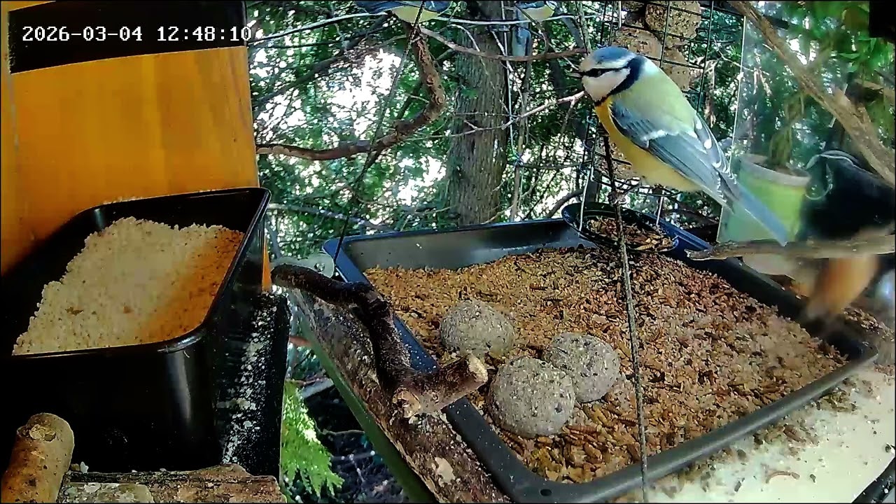 Mittags wird an der Nuss-Tanke viel gefuttert (04.03.2026)