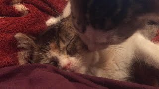 Everyone Needs A Bath Pepper Took A Nap With Me