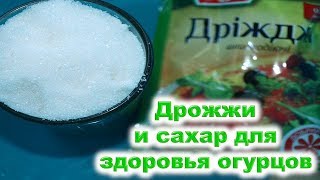 Быстрая, доступная и дешевая защита огурцов, помидоров от грибковых заболеваний: дрожжи и сахар!