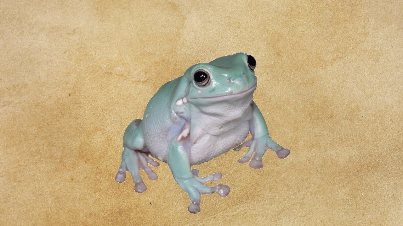 frogge