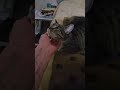 Песня про моего кота😁