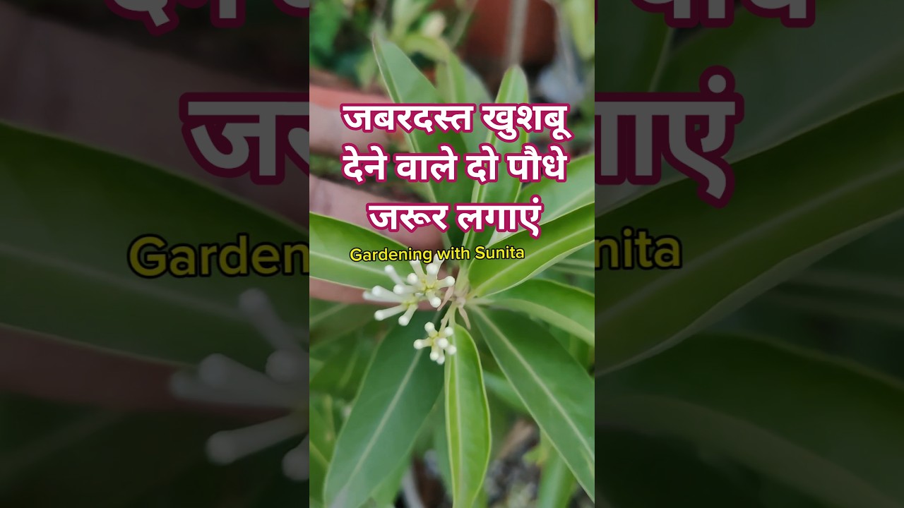 बहुत ज्यादा खुशबू देने वाले दो पौधे जरूर लगाए #रातरानी #दिनकाराजा#shorts#viralvideo #viralshorts