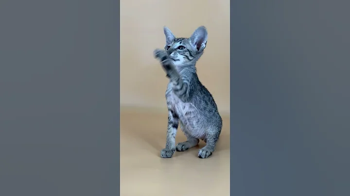 Video 4386601: spotted tabby oriental shorthair, female oriental shorthair kitten, black oriental shorthair, purebred kittens, purebred kitties