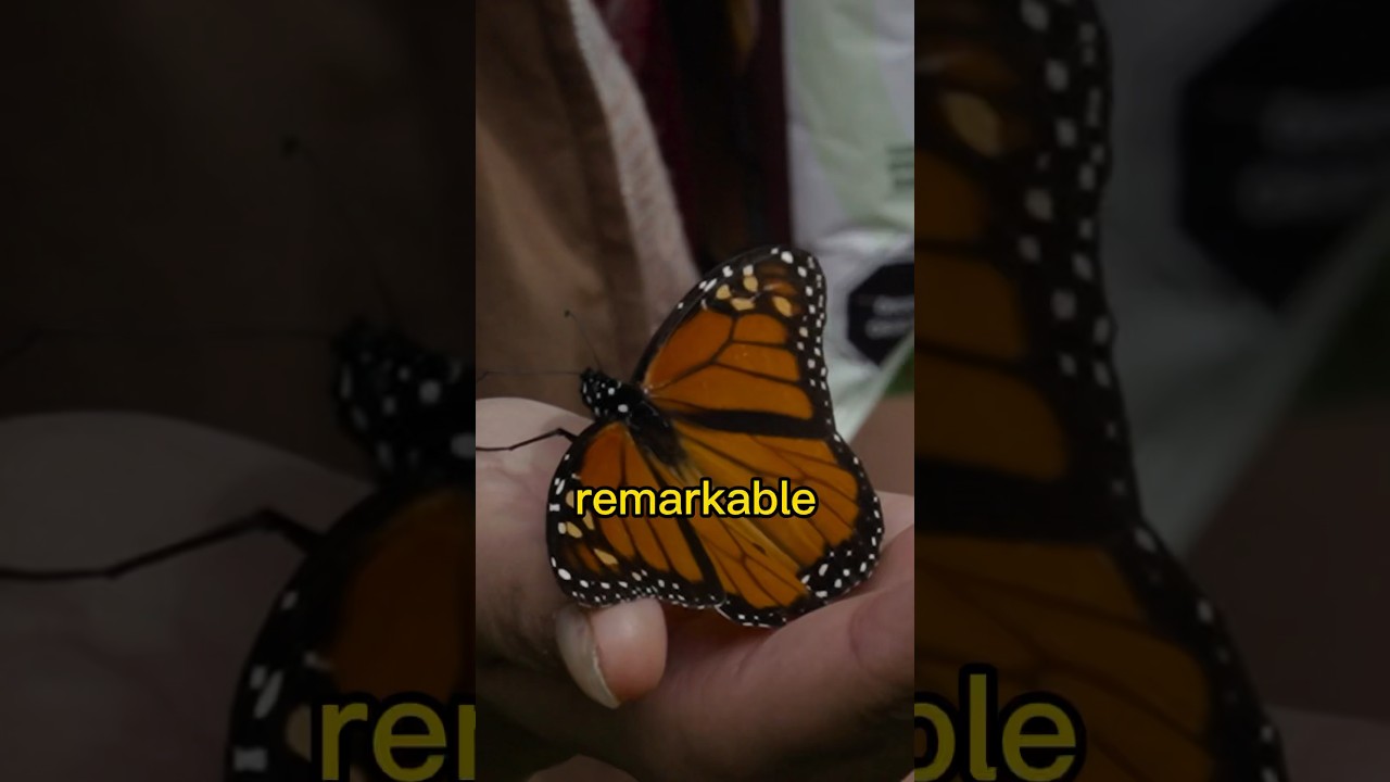 Discovering the Secret Wonders of Butterfly Mountain: A Unique Adventure Travel Vlog