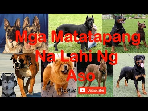 Video: Ang Kasaysayan Ng Pinagmulan Ng Lahi Ng Aso Ng Doberman