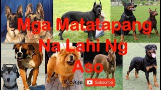 Most Aggressive Dog Breeds / Mga Matatapang na Lahi ng Aso