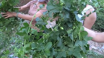 cận cảnh các bác hái cây lạc tiên - cây nhãn lồng - cây nhãn lồng trị mất ngủ