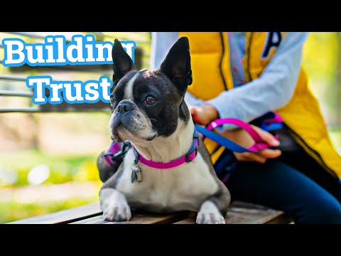 Video: 3 Amazing Ways to Honor Boston Terrier, ki je odšel