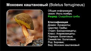 Моховик каштановый (Boletus ferrugineus)