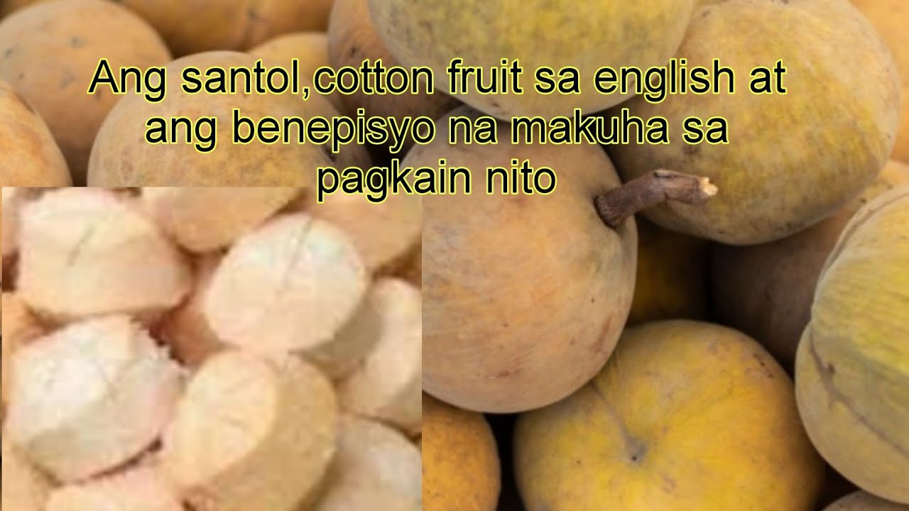 Ang Santol,Cotton fruit sa english at ang benepisyo nito sa ating