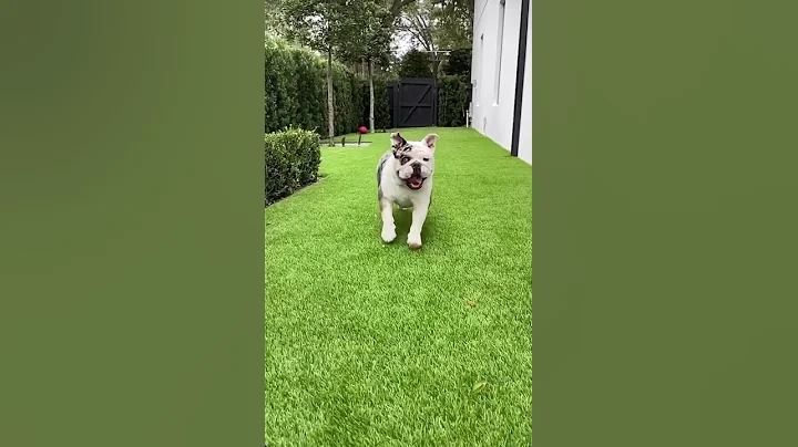 Is Artificial Turf Good For Pets? - DayDayNews
