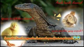 Suara pikat Biawak di jamin terus datang paling ampuh 😱😱