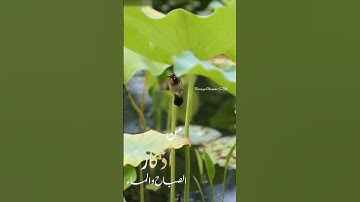 من أذكار الصباح والمساء 🩷🩵