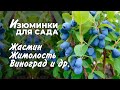 Что посадить на даче в 2022 году? Жимолость, жасмин, виноград и розы