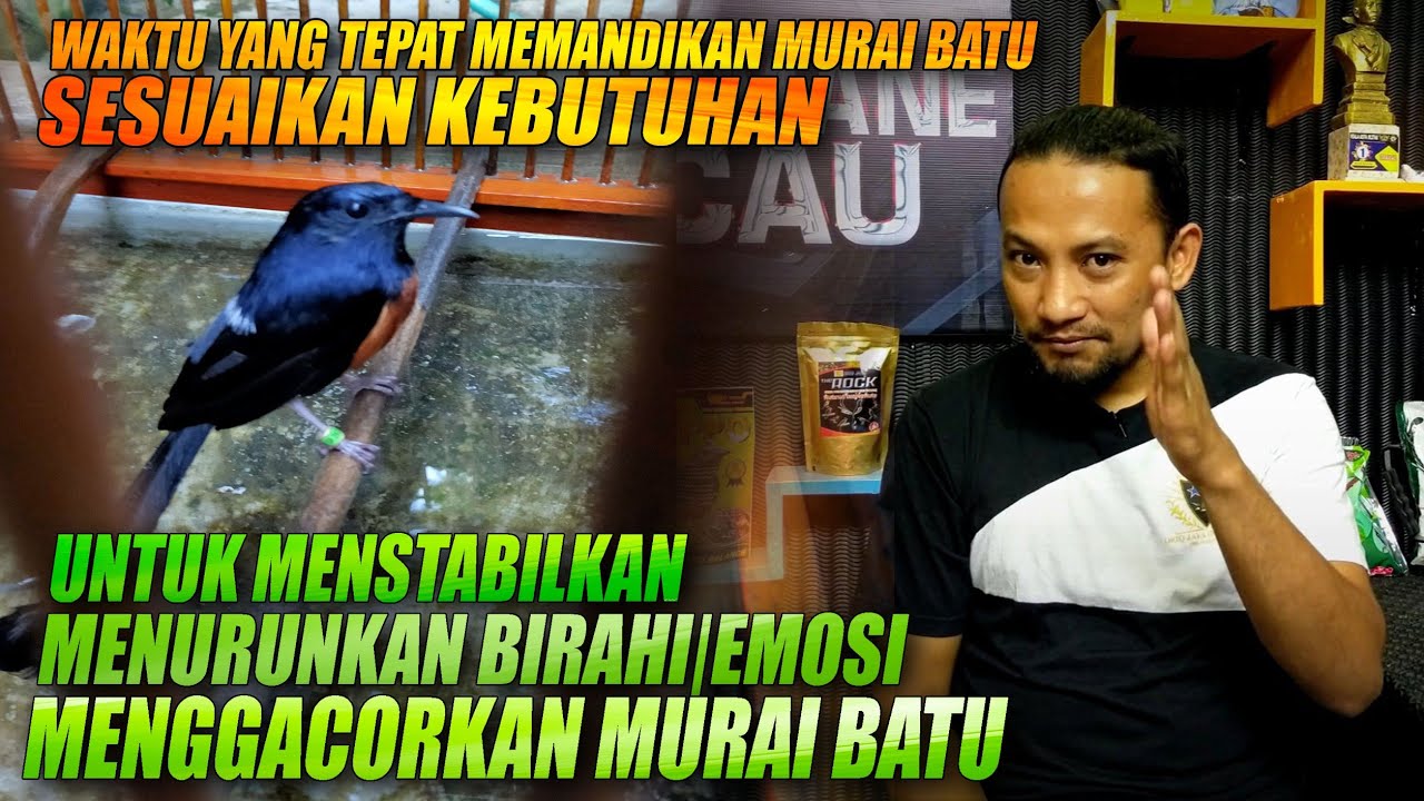 PANTESAN SALAH !!! memandikan murai batu sesuaikan kebutuhan