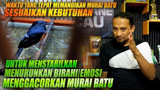 PANTESAN SALAH !!! memandikan murai batu sesuaikan kebutuhan