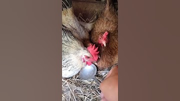 Stealing egg from chicken