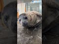 水族館飼育員のゆるゆるVlog②＠しながわ水族館【海獣】