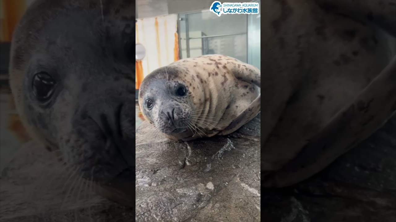 水族館飼育員のゆるゆるVlog②＠しながわ水族館【海獣】