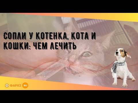 Видео: Выделения из носа у кошек »вики полезно Насморк у кошек