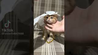 meng tiktok #shorts #viral #tiktok #subcribe #kucing #cat