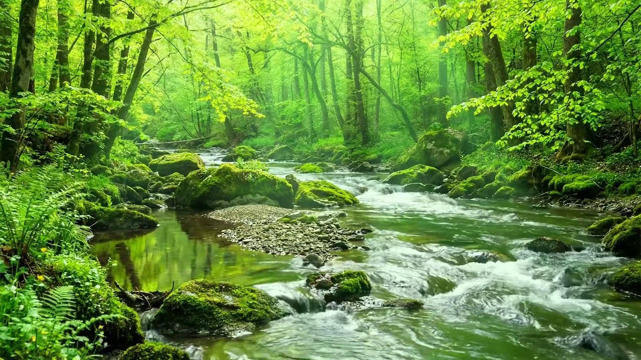 Flowing Stream and Birds Singing in the Morning Forest, Gentle Sounds of Calm New Day