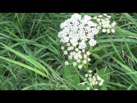 Scharfgarbe - Achillea