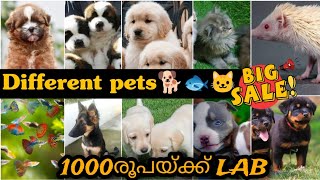 120 രൂപ മുതൽ PETS | അടിപൊളി PETS വിലക്കുറവിൽ വാങ്ങാം  | Pets for Sale in Kerala | PETS POINT