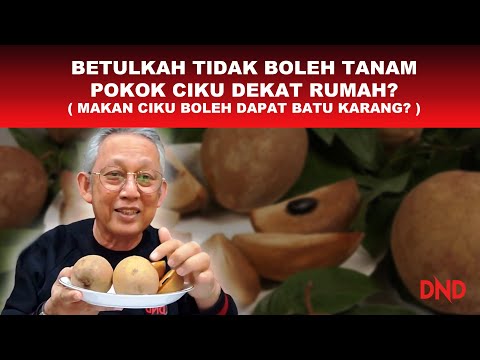 Video: Mengakar Tumbuhan Quince: Bolehkah Anda Mengambil Keratan Daripada Pokok Quince