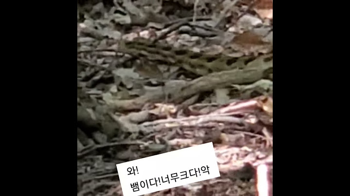 큰 소리로 우는 큰 뱀!