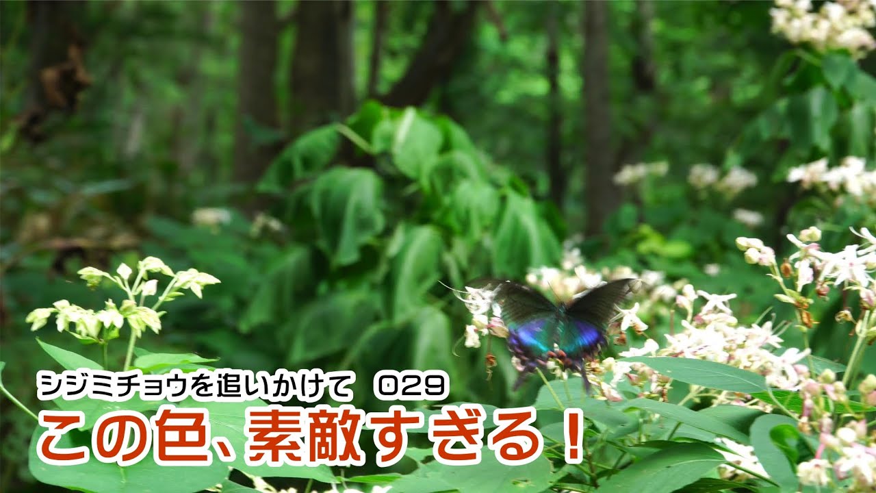 Chasing Lycaenidae 029 A group of swallowtail butterflies - YouTube