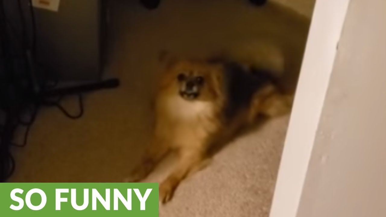 videos for cats Dancing doggy shows off super cool moves