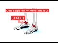 Le talus  anatomie descriptive  ostologie du membre infrieur