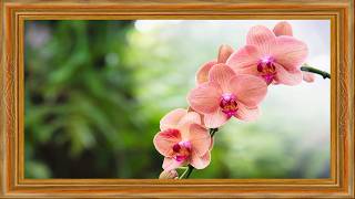 Soft Focus Floral Art Salmon Blooms in Medium Brown Frame screenshot 3