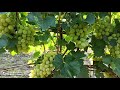 Виноград 2020 (серпень) Лора (Флора), Аркадія. Який з цих сортів краще вирощувати для ринку?
