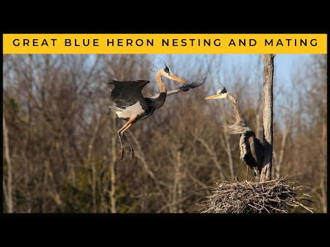 Great Blue Heron: Nesting and Mating Behaviour