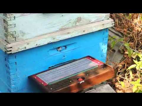 Placing Bee Venom Collector -BeeWhisper
