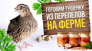 Тушёнка и перепелов на ферме