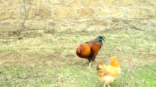 Rooster Calling Hens