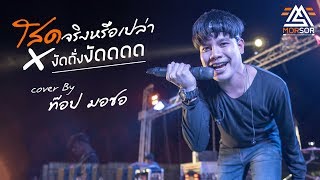 โสดจริงหรือปล่าว | งัดถั่งงัด | ท๊อป มอซอ | Cover แสดงสด 4K