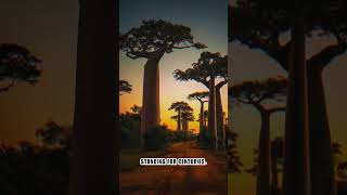 800-Year-Old Trees That Look Straight Out of Another World 🌍#Baobabs #travelshorts #nature #shorts