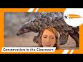 Protecting the Pangolins