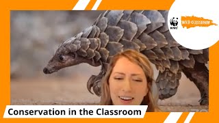 Protecting the Pangolins