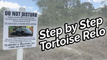 Gopher Tortoise Burrow Cape Coral Florida (removal)