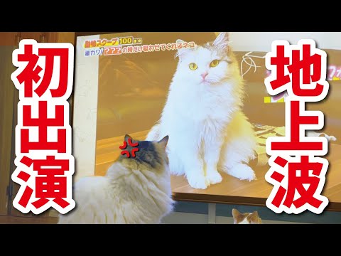 【祝🌸ゴールデン進出】初めてのテレビ出演なのに何故か猫がブチ切れてました