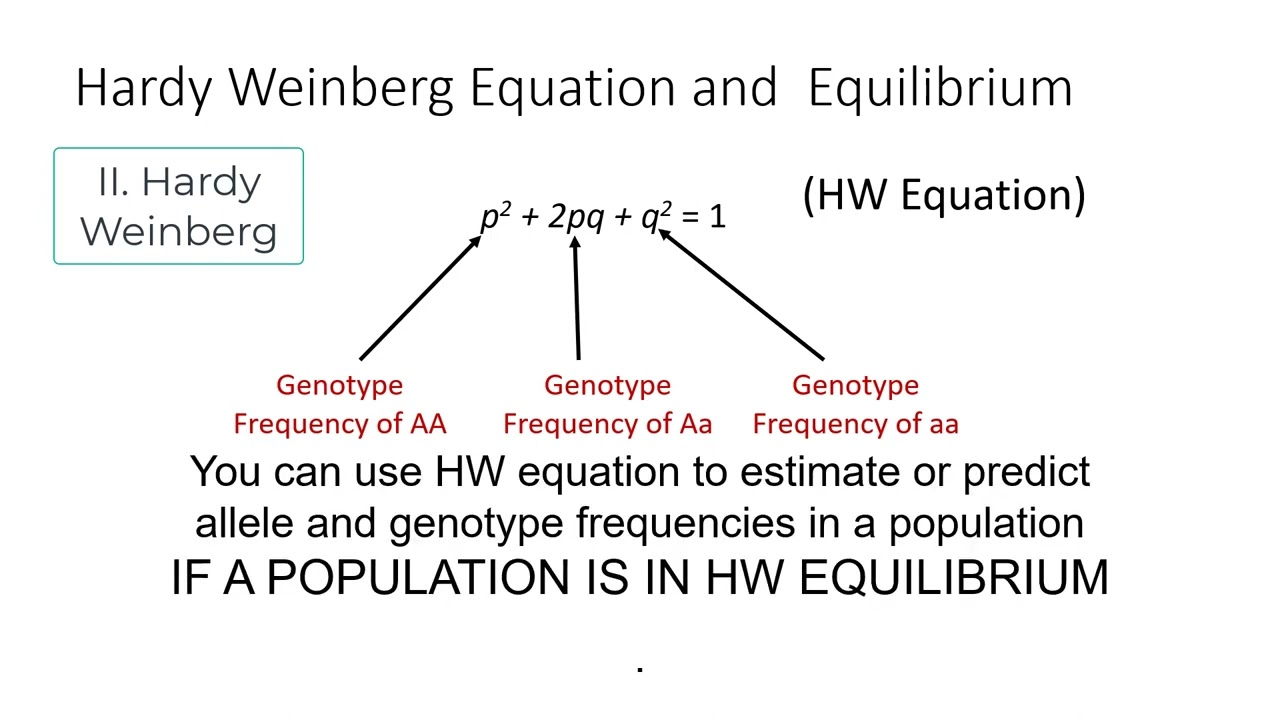 Hardy Weinberg Equilibrium Hardy Weinberg Equilibrium